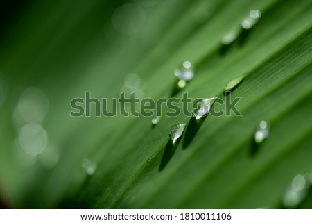 Water drop on green banana leaf with great light on it