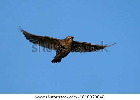 Juvenile Common starling in flight with blue skies in the background