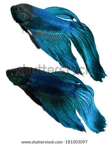 blue siamese fighting fish, betta fish isolated on white