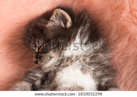 Cute long hair tabby kitten lying on back on pink fuzzy rug. 4 week old cat being snuggly and cozy. Adorable new pet with blue eyes and brown and grey fur.  Royalty-Free Stock Photo #1810032298