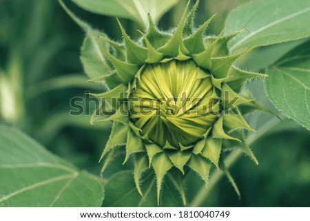 Close up beautiful young closed flower of a sunflower on a background of green leaves. Nature background pattern texture for design.