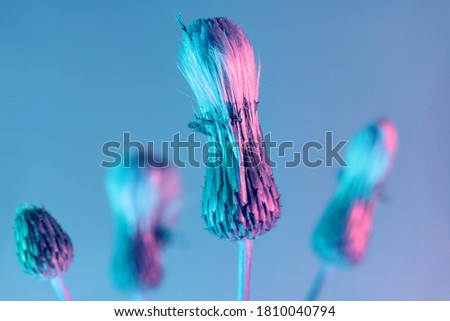 Close up Beautiful flowers 
burdock in neon light. Minimalism retro style concept. 80s. Background pattern for design. Macro photography view.