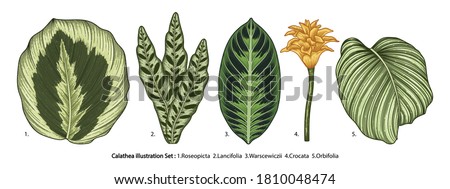 Vintage vector botanical illustration, tropical exotic plant, jungle foliage, Calathea leaves set isolated on white background. Royalty-Free Stock Photo #1810048474
