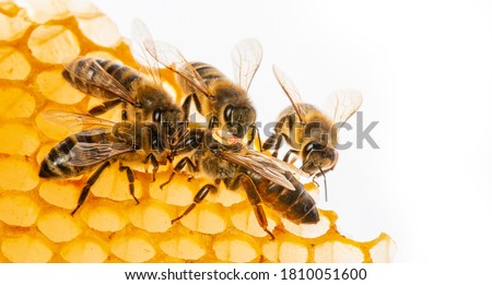 the queen (apis mellifera) marked with dot and bee workers around her - bee colony life Royalty-Free Stock Photo #1810051600