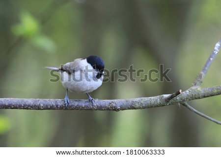 Marsh tit (Poecile palustris)sitting on the branch , Bird of Europe. Titmouse in the nature habitat.