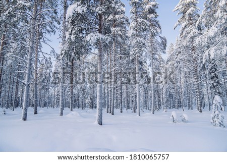 Picture of winter wood scenery with tall firs capped with frost and snow in wild destination landscape, beautiful scenery in Lapland national park destination