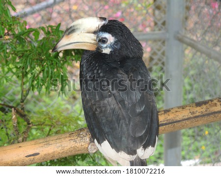a bird with a large beak