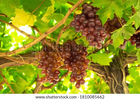 Purple red grapes with green leaves on the vine in sunny day. fresh fruits Stock Photo. Blurred and defocused.

