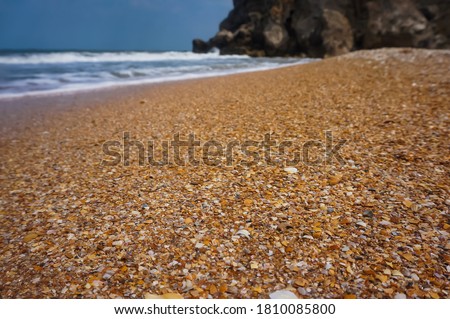 a lot of small seashells on the sea beach