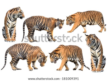bengal tiger isolated collection on white background
