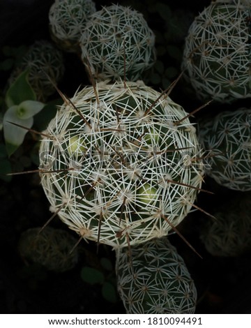 Macro capture of a thimble cactus