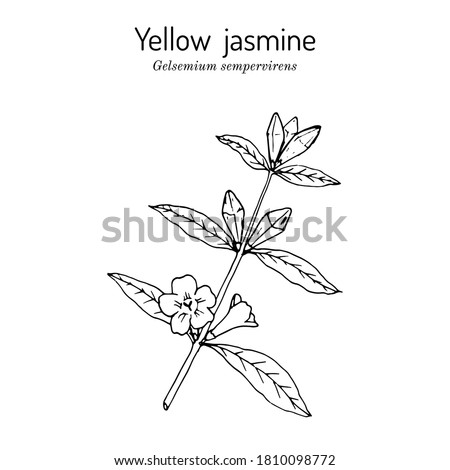 Yellow jessamine, Carolina jasmine, evening trumpetflower, woodbine (Gelsemium sempervirens), medicinal plant, state flower of South Carolina. Hand drawn botanical vector illustration Royalty-Free Stock Photo #1810098772