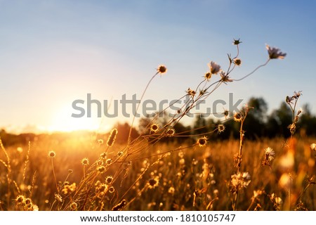 Abstract warm landscape of dry wildflower and grass meadow on warm golden hour sunset or sunrise time. Tranquil autumn fall nature field background. Soft shallow focus Royalty-Free Stock Photo #1810105747