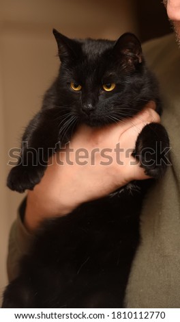 young playful black cat in hands