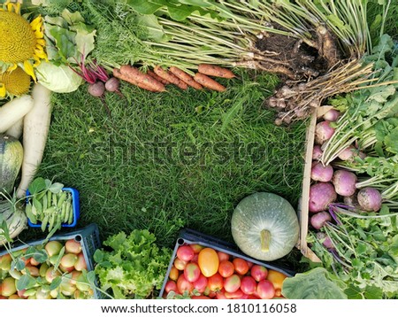 green background, frame of freshly picked vegetables on grass 