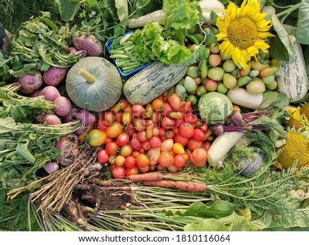 freshly harvested organic vegetables on grass background
