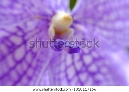 Blurry Close up blue orchid flower wallpaper background, macro flower