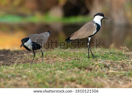 Spur winged plover, a common bird in Israel, standing on a bank of the pond at the Hula Valley. Spur-winged Lapwing (Vanellus spinosus).