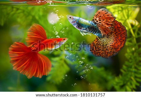 Multi color Poecilia reticulata,on nature background,platinum guppy fish Royalty-Free Stock Photo #1810131757