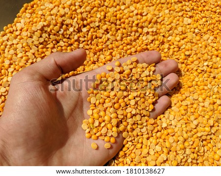 uttarakhand,india-3 june 2020:yellow pulses.this is a picture of yellow pulses in hand in bright sun light.these are kept in sun light to dry.arhar.yellow split lentils in hand.