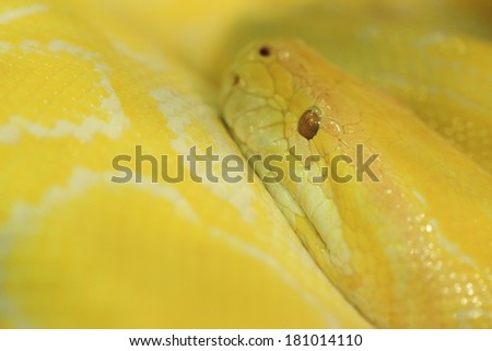 Tiger albino python snake, yellow viper
