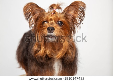 A dog on a white background