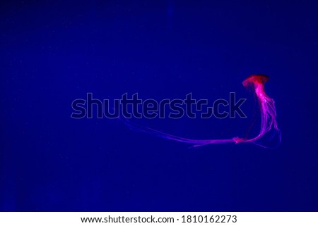 
Red Japanese oceanic poisonous jellyfish in water, with place for text.
