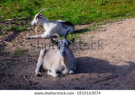 Two goats bask in the sun.