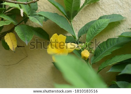 focused image of beautiful yellow karabi or kokle or Cascabela thevetia flower Royalty-Free Stock Photo #1810183516