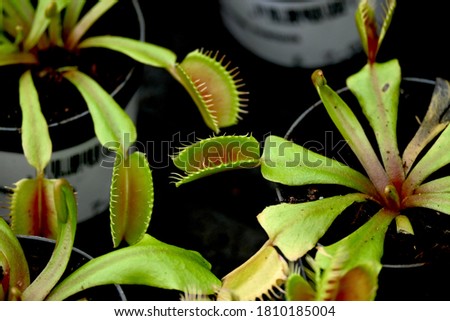 Open traps on Venus Fly Trap