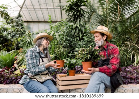 Two attractive cheerful male and female senior gardeners, looking each other, working together in greenhouse, enjoying their hobby. Man holds azalea in the pot, pretty woman hods little ficus