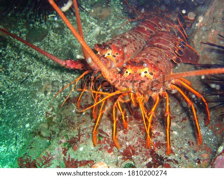 The California spiny lobsters at NOAA Channel Islands National Marine Sanctuary are ready for the weekend