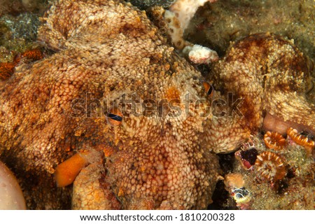 Octopuses, as well as many of their squid and cuttlefish cousins, are masters of camouflage. Special pigmented cells in their skin called chromatophores enable them to change color rapidly.