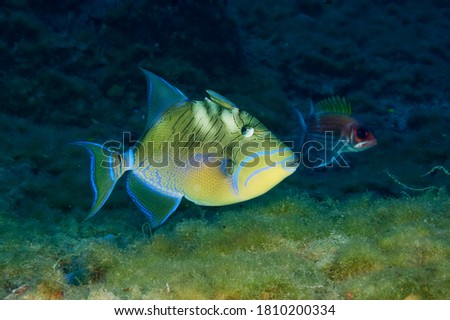 Queen triggerfish are some of the most distinguishable fish on the reef in Flower Garden Banks National Marine Sanctuary.