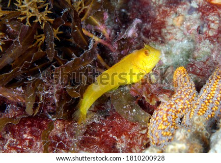 Seaweed blennies are found in coral reefs along the Western Atlantic Ocean. This little yellow seaweed blenny was spotted in Gray's Reef National Marine Sanctuary.