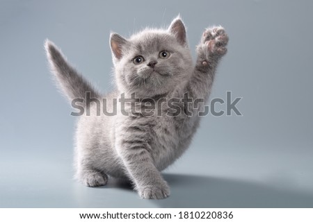 Beautiful blue British shorthair little kitten on a light gray background in playful poses with an intelligent look Royalty-Free Stock Photo #1810220836