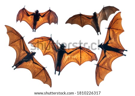 Set of Bat flying isolated on white background  (Lyle's flying fox)