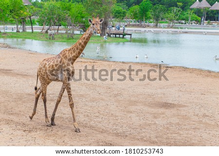 Giraffe is an African mammal, the tallest living terrestrial animal. It is walking beside the river.
