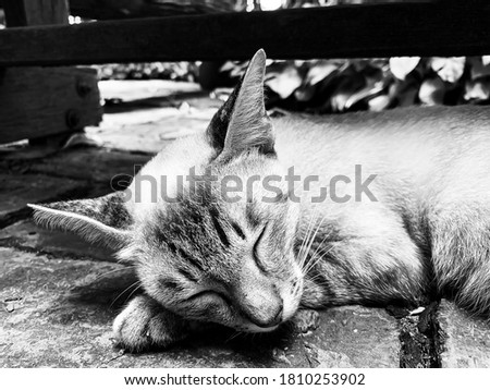 A small cat sleeping in the park.