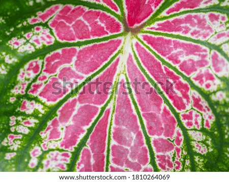 Full frame photo of caladium bicolor or Queen of the leafy plants. Colorful of bon leaf in the garden.
