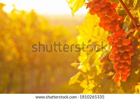 Red wine grapes in a vineyard on a sunny morning in autumn - selective focus