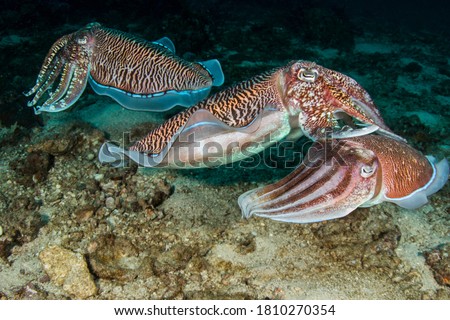Dynamic image of three Cuttlefish engaging in the mating ritual that many divers find entertaining and enthralling. Richelieu Rock, Thailand. Royalty-Free Stock Photo #1810270354
