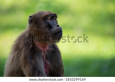 Portrait of monkey Gelada Baboons (Theropithecus gelada). 
