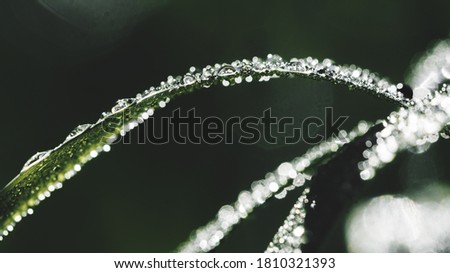 Fresh large drops of dew on faded green grass on sunny summer morning close up. Macro photo. Panoramic banner