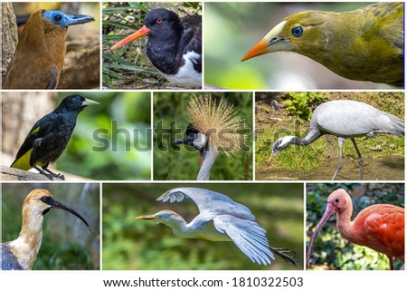 Different species of birds in photo collage  Royalty-Free Stock Photo #1810322503