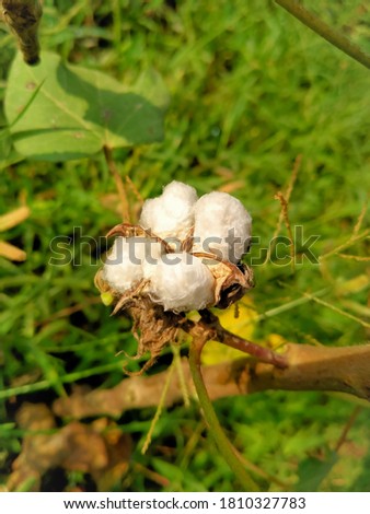 Close up of white cotton flower.Raw organic cotton growing at cotton farm.Gossypium herbaceum close up with fresh seed pods.Cotton boll hanging on plant.With selective focus on the subject.
