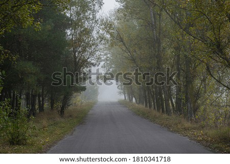 Asphalt road among the forest on a foggy morning. Autumn season. Ukraine. Europe.