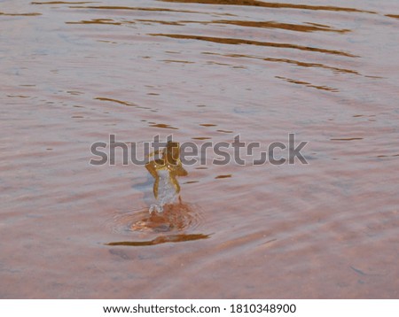  view of water and a jumping frog