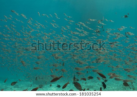 School of baby fish in Similan national park, Thailand
