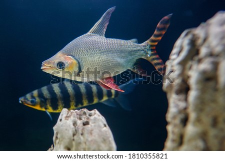 Beautifully squirrel fish in Fish tank.